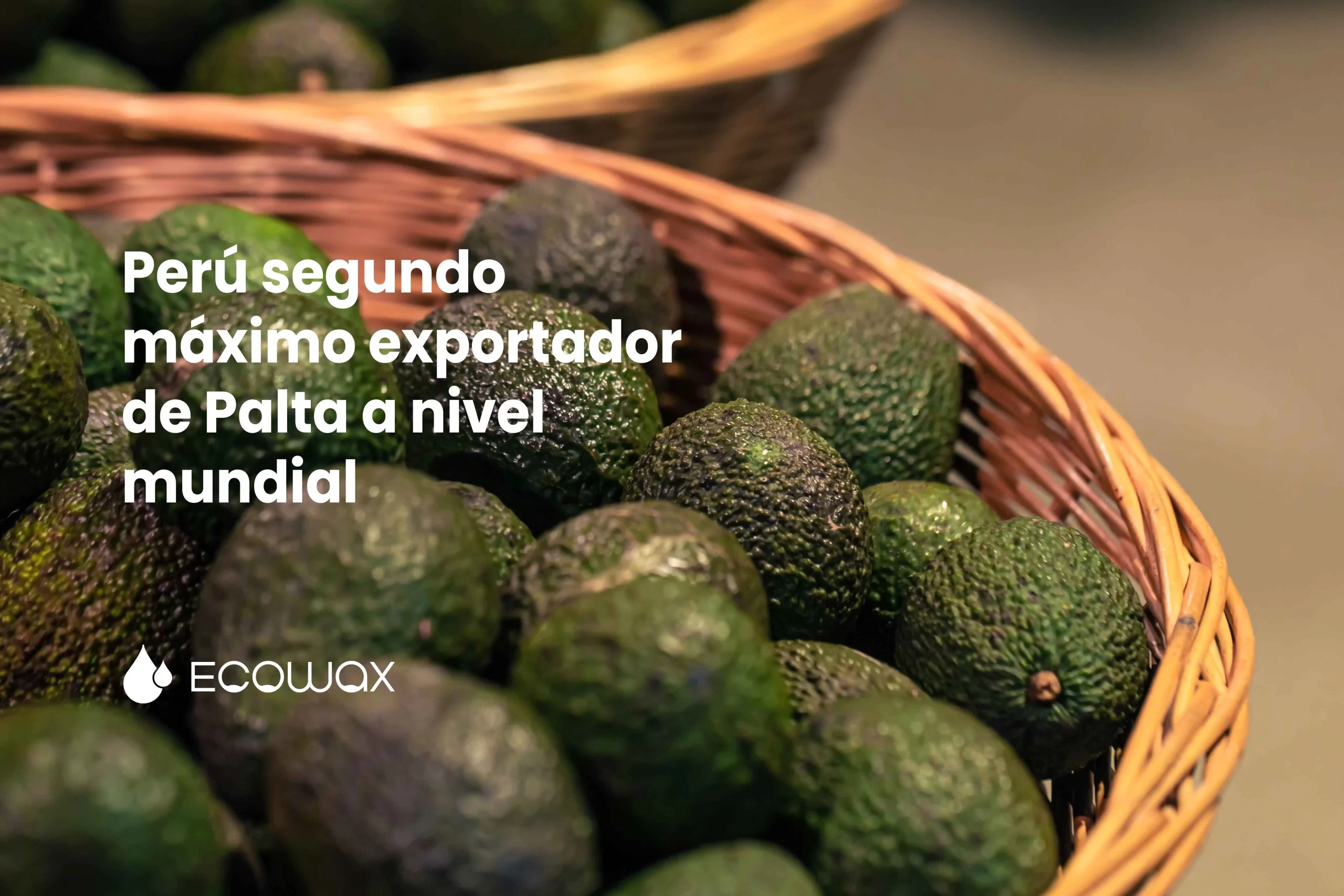 Perú segundo máximo exportador de palta